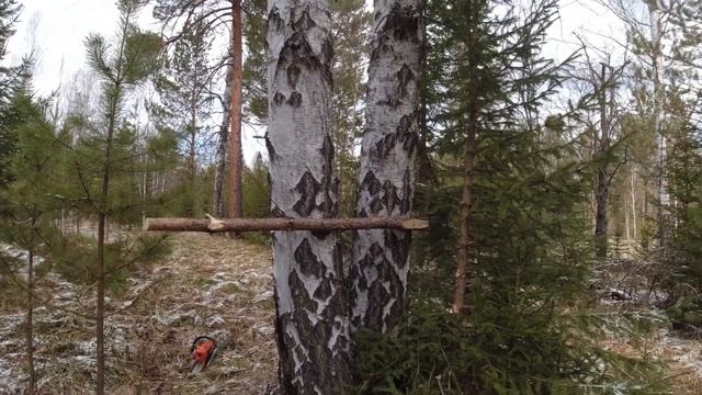 Охота на медведя - делаем лабаз на приваде