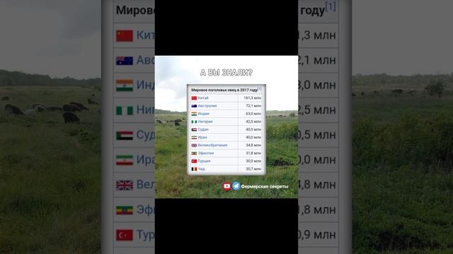 Мировое поголовье овец. #фермерскиесекреты #животные #овцы #бараны #овцеводство #ферма #goat