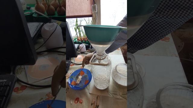 New! Творожный сыр из кефира собственного производства. Заливаем кефир в ПЭТ. 25 февраля 2024 г.