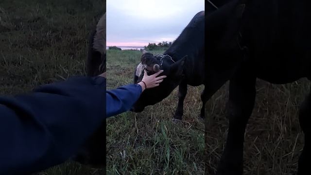 Бык Марик