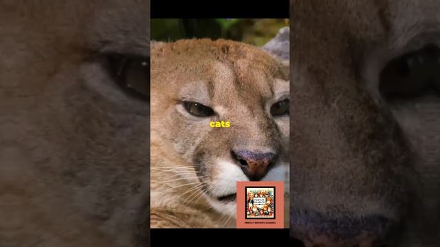 Wild Cats Caught in Action! #PredatorPower #CatsofTheWild #CatKingdom #WildAndFree #AnimalPlanet