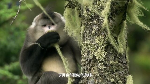 Shangri-La Black Snub-nose monkey【godiqing.com】