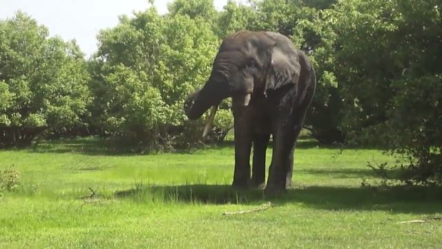 African Elephant 2, Mole National Park