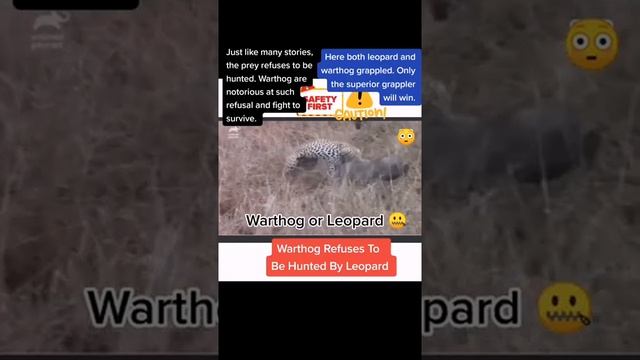 Warthog Refuses To Be Hunted By Leopard #shorts