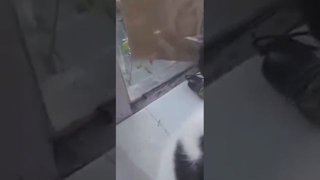 CAT DESTROYS AN ASIAN HORNET !