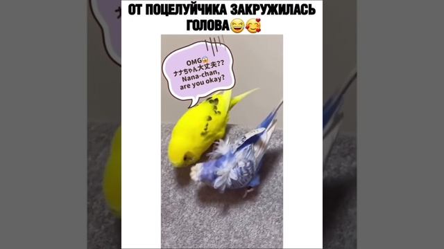 Попугайчики целуются