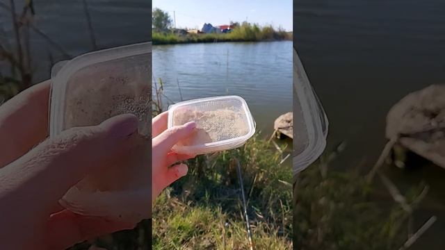Заметки рыбачки  #рыбалка