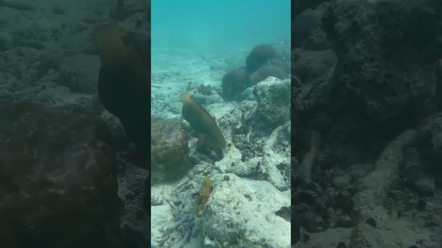 Мальдивы подводный мир тропические рыбки