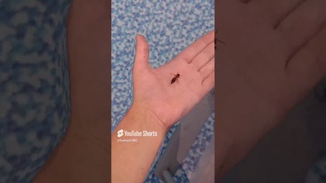 ОГРОМНАЯ ПЧЕЛА ПОПАЛА В БАССЕЙН!!!!