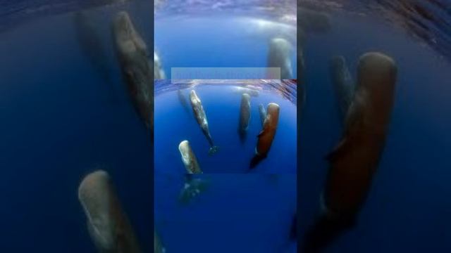 WHALES SLEEP STANDING #shorts #facts #ocean #top facts #top 10