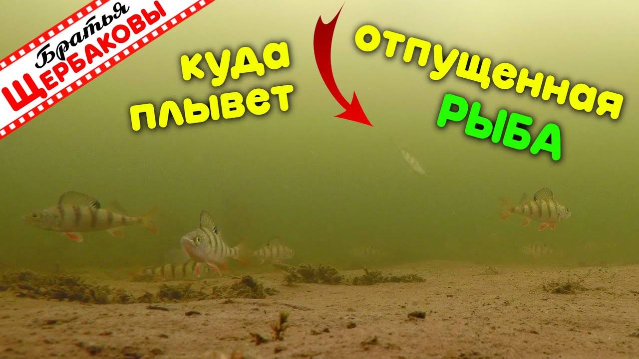 КУДА ПЛЫВЕТ ОТПУЩЕННАЯ В ЛУНКУ РЫБА Подводные съемки Зимняя рыбалка