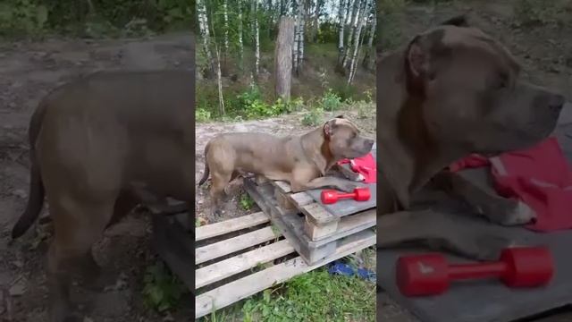 раз лежу значит удобно  #ambully #dog #reels #top #love #viral #bullyxxl #viralvideo #булли #summer