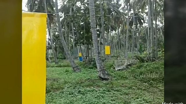 Coconut whitefly Management