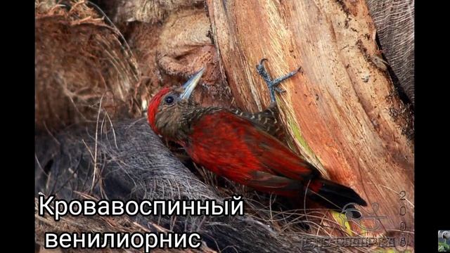 Венилиорнисы (лат. Veniliornis)