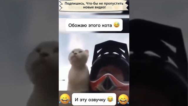 Кот на мотоцикле