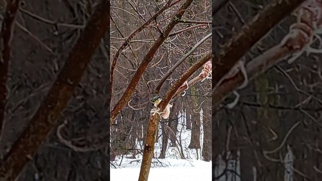 Синички с удовольствием клюют мясную подкормку и залетают в кормушки за семечками и орехами