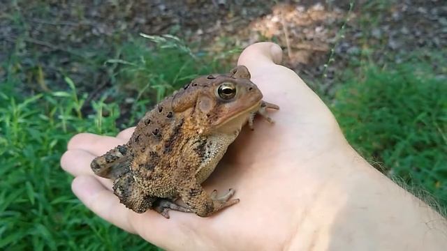 American Toad (Anaxyrus americanus) 🐸