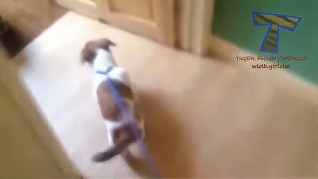 Хочу на прогулку Funny dogs can't wait to go for a walk