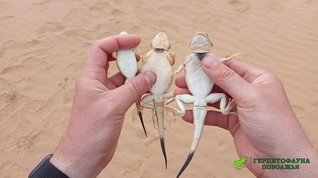 Как различить пол и возраст у ушастой круглоголовки (Phrynocephalus mystaceus)