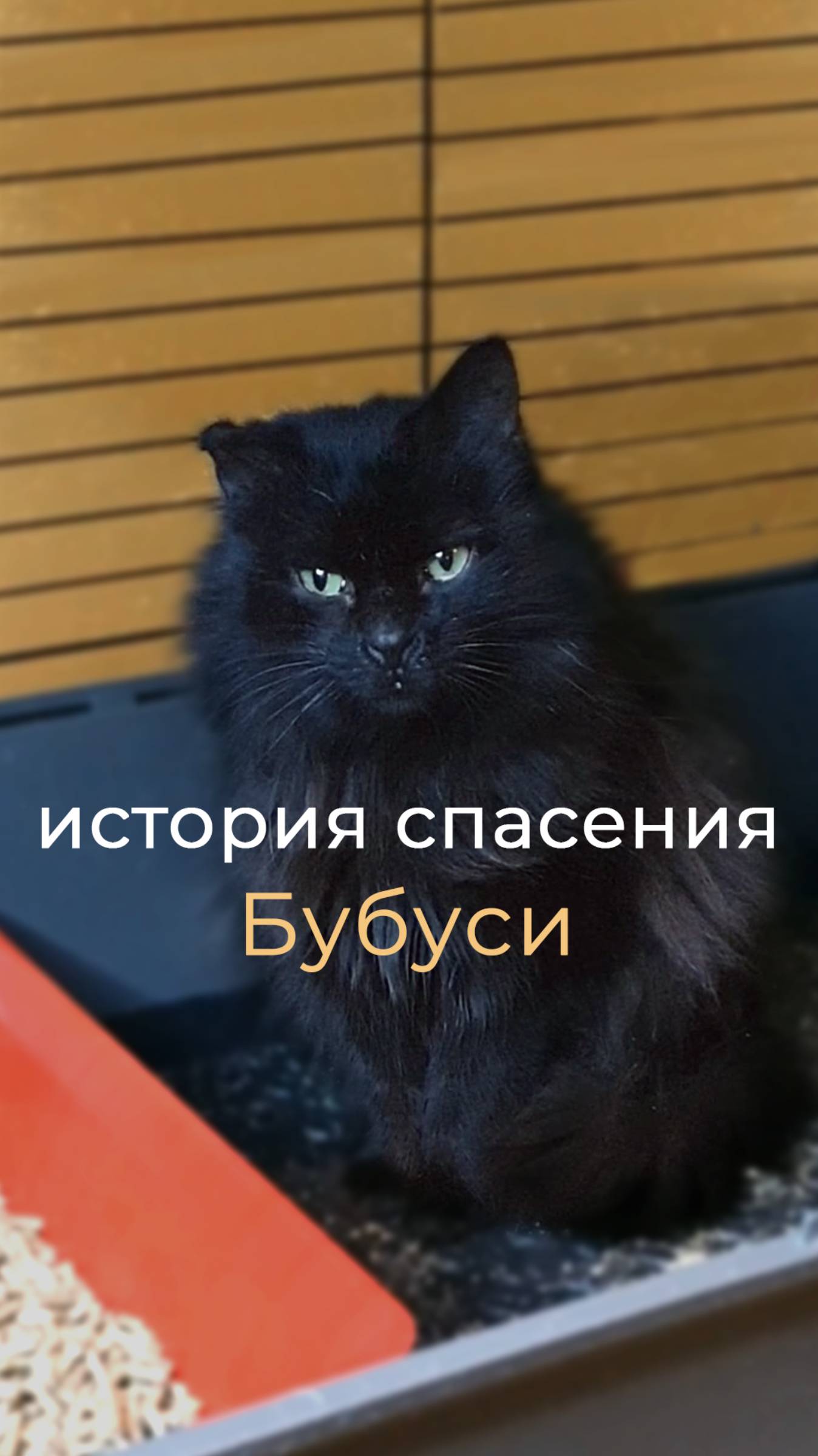История спасения кошки Сибирячки Бубуси. Приют Петербург 2