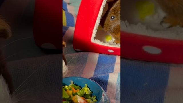 Yummy Salad Breakfast for the Guinea Pig Girls #guineapig #shorts