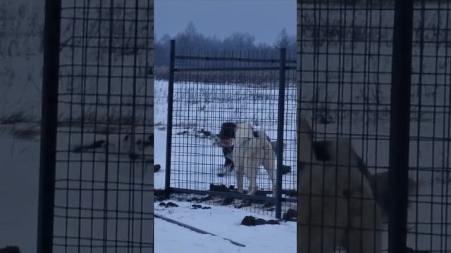 Кавказская овчарка дразнит мясом алабаев😄