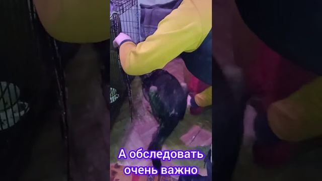 Помолитесь завтра за Брауна если это применимо к собакам