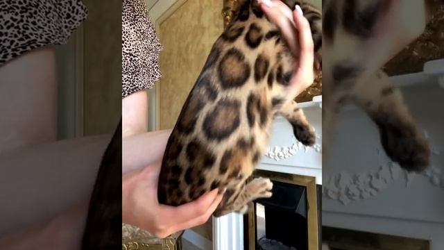 Питомник бенгальских кошек