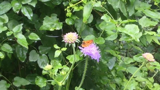 シルウァヌスコキマダラセセリ / Ochlodes sylvanus (Large Skipper)　スイス・ラウターブルネン　2017/07/02 Butterfly of Swiss