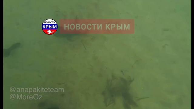 ⚡️Так выглядит морское дно😱

Это показывает, что мазут не лежит слоем на морском дне.