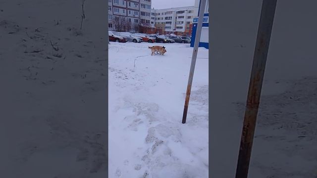 VID-20250106-WA0000.mp4