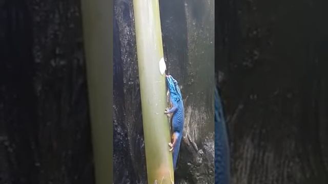 Lygodactylus Williamsi beim Quark schlecken