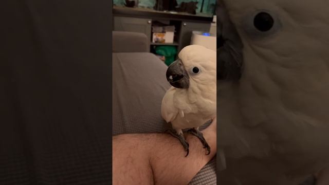 Snow White flies over to dad, digs her ( too ) long nails into his leg, and asks what he’s doing.