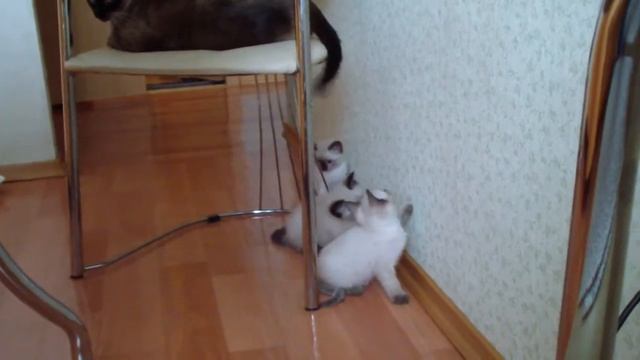 Котята!