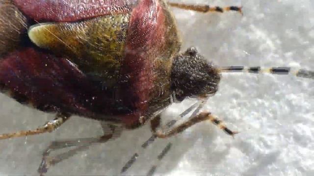 Dolycoris baccarum - Linnaeus, 1758 - (Pentatomidae) - Punaise des baies - Paris/France - 06/2017