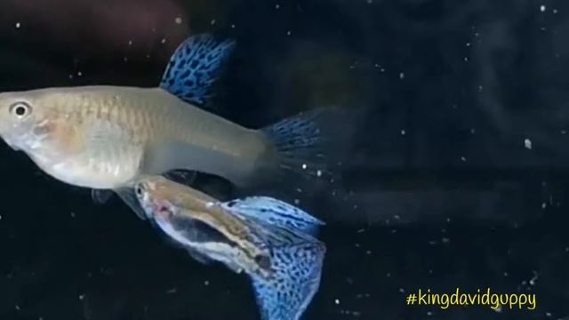 Best of King David Guppy 2019