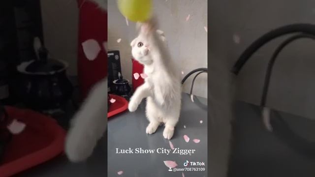 Шотландский котенок - Luck Show City Zigger (2,5 мес)