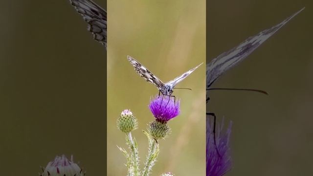 Nature Photography #kuchta #animals #nature #photography #butterfly