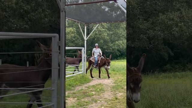 Sysco, an American mammoth donkey at work #donkey #shorts