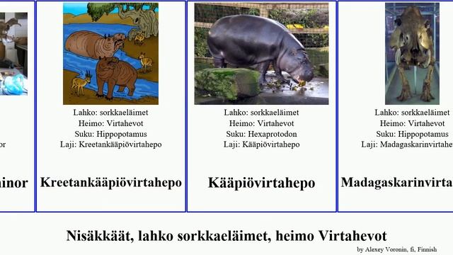 Nisäkkäät, lahko sorkkaeläimet, heimo Virtahevot minor mammal Madagaskarinvirtahevot Brian Bolger