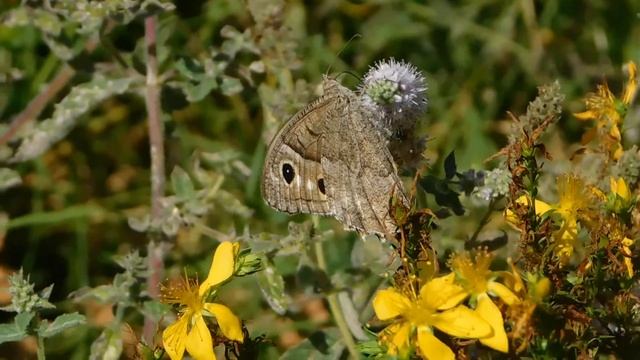 hipparchia statilinus - butterflies of Greece