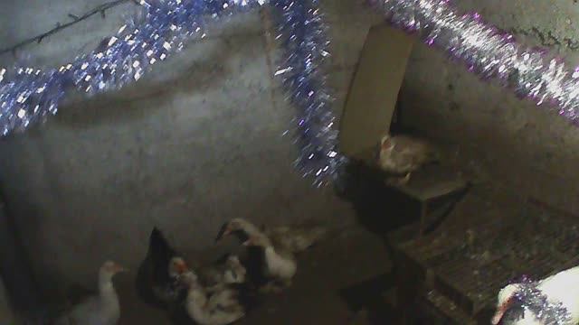 Новогоднее  поздравление