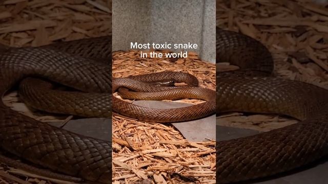 I really need to write a will. #reptiles #venomoussnake #cobra #boomslang #gaboonviper