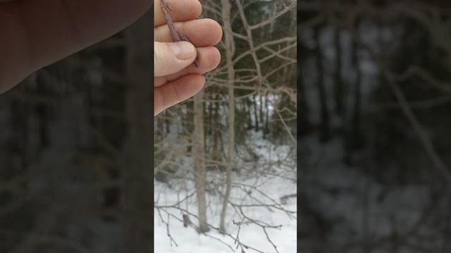 зимой почки распустились