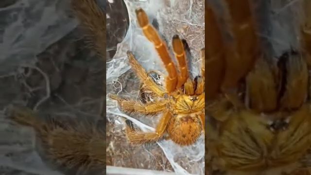 Orange Tarantula || So Gorgeous #shorts