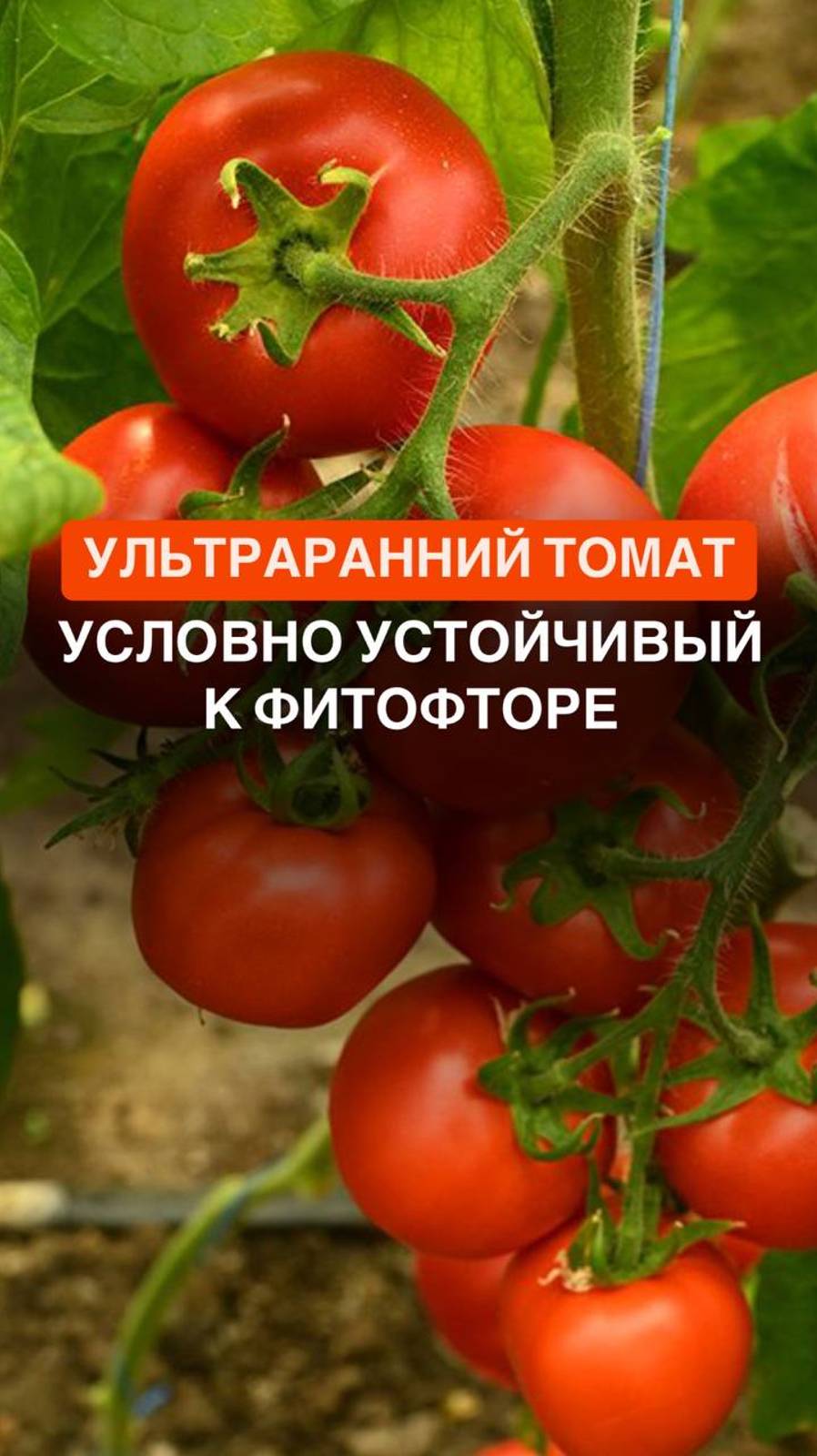 Ультраранний томат, который условно устойчивый к фитофторе #сортовыетоматы #коллекционныетоматы