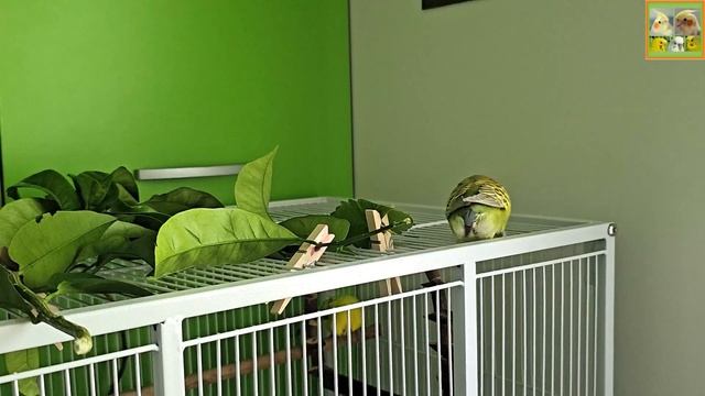 Funny Parrotszotti 204. Life of Cockatiels and budgies. Жизнь корелл и волнистых попугаев