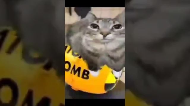 scene_output.mp4