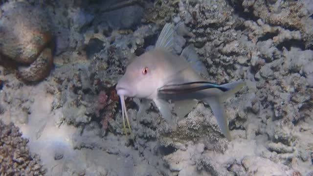 Parupeneus cyclostomus Goldsaddle Goatfish.Креативная усатая рыбка.12.2024 с Л.Драч..Марса Мубарак.