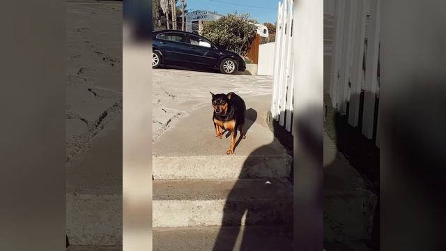 Смешной толстый пёс, смешное видео - Funny fat dog, funny video #shorts #top